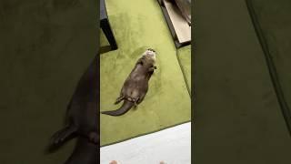 A River Otter Lying in My Room #shorts #aty #otter #WaterSausage