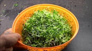 Harvesting Microgreens And Measuring Seed Sowing Densities