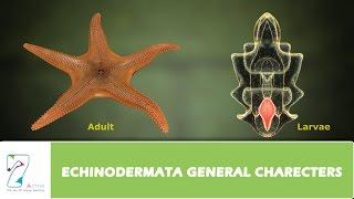 ECHINODERMATA GENERAL CHARECTERS