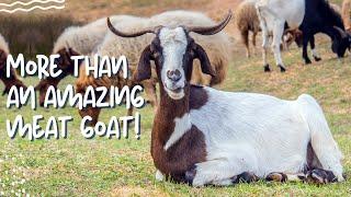 Boer Goat: More than an Amazing Meat Goat!