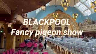 Blackpool fancy pigeon show 2024