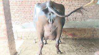 mudasir warich2buffelu 1cow for sale03-07-2023 apna surkyian channel