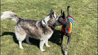 Xoloitzcuintli Dogs, Bullies and Huskies at a Park