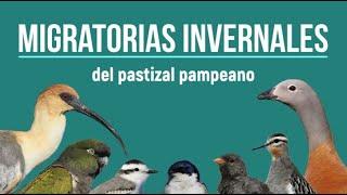 Winter migratory birds of the Pampas grassland (Argentina)