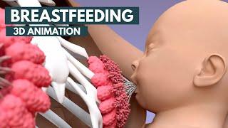 Breastfeeding | 3D Animation