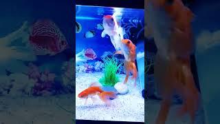 @Chota_chota_blogs Sagar Kumar|| fishing|| #tranding #new #reels #video #fishing #viral #reels $