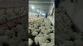 #poultry farming project ##Pakistan poultry association members ## short video## Pakistan poultry##