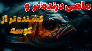 ماهی درنده تر و کشنده تر از کوسه - ماهی پیرانا - پیرانای قاتل - پیرانای شکم سرخ