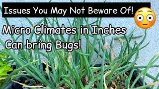 Be Aware Garden Micro Climates￼ Can Cause Insect Pests on Plants and GROWING Green Walking Onions