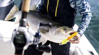 Trolling Deep Diving Plugs for Striped Bass