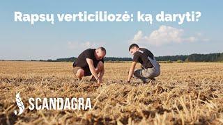 Verticiliozės kontrolė rapsuose su ŽŪK "VIDUKLĖ" agronomu Giedriumi Pinka