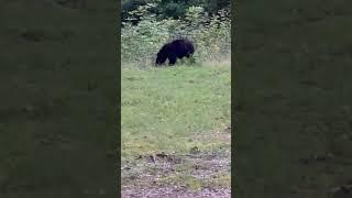 Fort Mountain State Park Bear