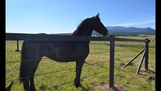 Horse RANCH FOR SALE - 4,332 sq ft, 62.73 acres, Rocky Mountains, Pikes Peak, Divide Colorado $2.3 M