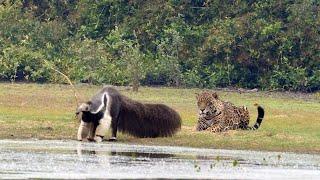 Jaguar Stalks Giant Anteater Only To Watch It Walk Off