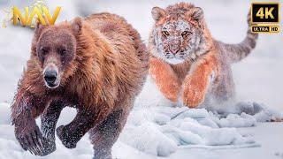 A Siberian Tiger Moved Through Silence. Who Became Its Target? | Wild Animal Documentary
