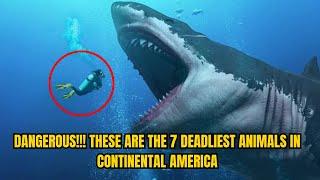 DANGEROUS!!! THESE ARE THE 7 DEADLIEST ANIMALS IN CONTINENTAL AMERICA