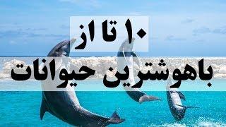 ۱۰ تا از باهوشترین حیوانات جهان