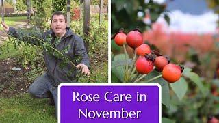 Rose Care in November