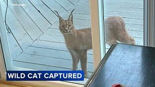 Wild cat in Hoffman Estates captured