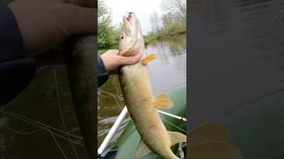 Отличная поклёвка была #рыбалка #fishing #щука #pike