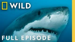 Great White Sharks of the North: Shark Below Zero | SPECIAL | Nat Geo Animals