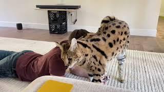 A relaxing day for Chloe the Serval