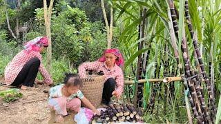 Mother and daughter cut sugar cane to sell on Sunday then made a fence around the vegetable garden