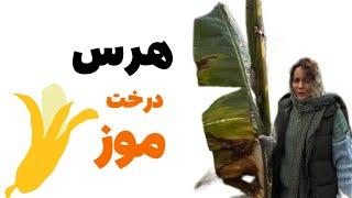 چه زماني درخت موز را بايد هرس كنيم؟؟ #باغباني #كشاورزي #باغداري