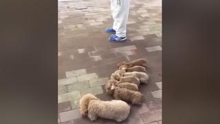 Amateur video: Man walking dogs goes viral on Chinese internet