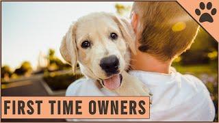 Top 10 Dog Breeds For First Time Dog Owners