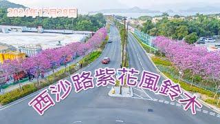 西沙路紫花風鈴木｜紫花風鈴木花海滿炸｜粉紅花海｜數十棵｜盛開｜馬牯纜｜近期大熱｜小心燈柱炸機｜航拍西沙路｜#紫花風鈴木 #粉紅花海 #西沙路 #馬牯纜 #航拍 #粉紅大道