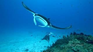 Manta rays of Australia's East Coast