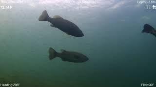 Large and Smallmouth Bass Feeding on Baitball (ROV, Lake Geneva, WI)