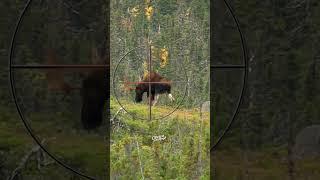 Where to Shoot a Moose with a Gun | Hunting Tips #animals #moose #hunting #howto