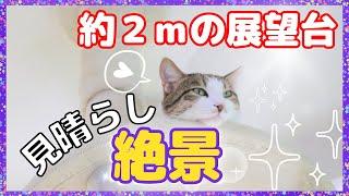 【愛用歴2年半】Mauのキャットタワーの魅力をどうしても伝えたい