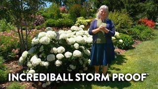 Why Incrediball Storm Proof is the Ultimate Hydrangea for Any Weather 