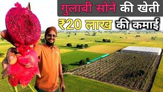 इंजीनियर साहब की सफल Dragon Fruit Factory | Dragon Fruit Ki Kheti | Dragon Fruit Farming