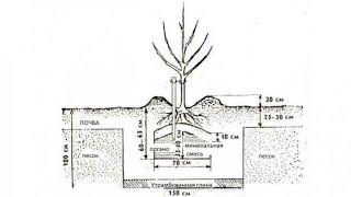 Посадочная яма для плодового дерева на песке.
