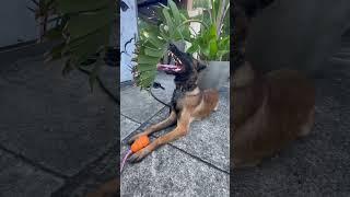 Maligator   #dogtraining #dog #dogtrainingtips #malinois #maligator #malinoislovers