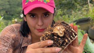 Sembrando plantas para que nunca nos falte comida ~ Saida ZC~ 