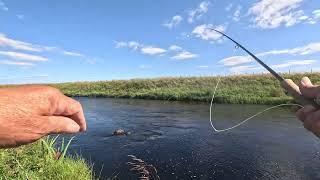 Salmon fishing on the River Thurso 2024 Day 2