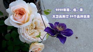 2020年玫瑰花、名、录 （上集）~29种大卫奥斯汀玫瑰开花实录 （ 29 Types of David Austin Rose Blooming Record in 2020)