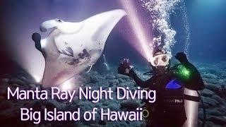 [Manta Ray Night Diving] in Hawaii, Big Island - 세상에서 가장 아름다운 라이트쇼! 하와이 만타 다이빙