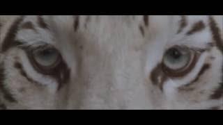 Our Last Night - "White Tiger" (OFFICIAL)