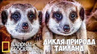 Дикая природа Таиланда. (Часть 1 из 2)  Документальный фильм про животных.   National Geographic.