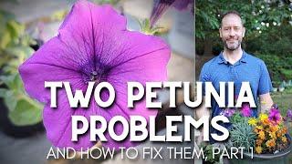 Two Petunia Problems and How to Fix Them (part 1) #shorts #petunia #garden