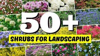 Best SHRUBS for Landscaping: 50+ Shrubs with Names and Pictures for Your Garden!  // Part 1