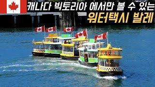 이거 보려고 빅토리아에서 하루 더 있었네요 | 캐나다 서부 로드 트립  #먹방 #차박 Victoria, BC Canada Ep 3