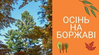 Похід у Карпати. Золота осінь на Боржаві | Вйо у мандри