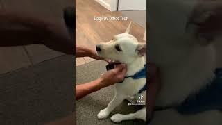 #shorts #short #funny #dog #lol #realtor #realestate #viral #fyp #foryou #youtubeshorts